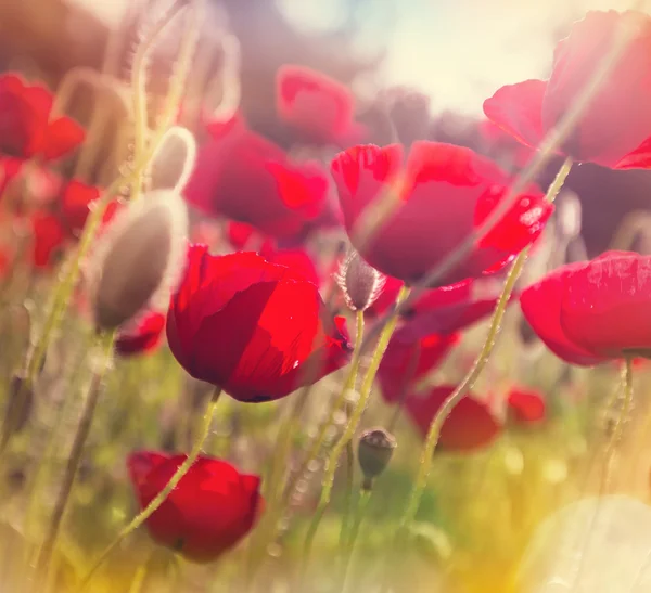 Poppy flowers background — Stock Photo, Image