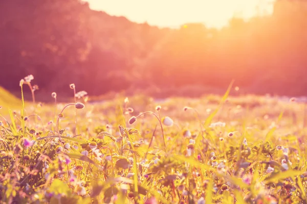 Sunny mountain meadow — Stock Photo, Image