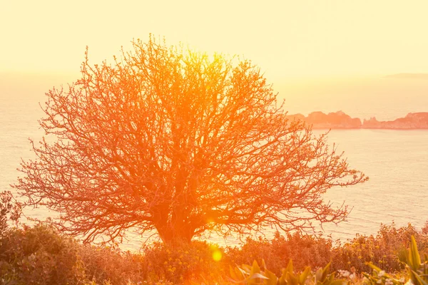 Nehir Sunset'teki ağaca — Stok fotoğraf