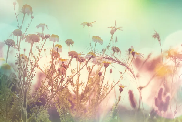 Летние цветы луг — стоковое фото