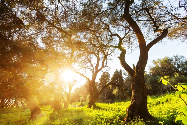 Olivenbäume in Griechenland — Stockfoto