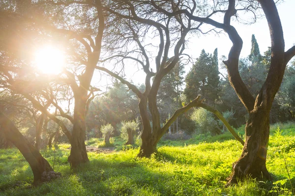 Olives trees in Greece — Stock Photo, Image