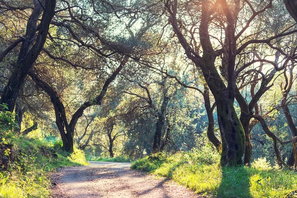 Olijven bomen in Griekenland — Stockfoto