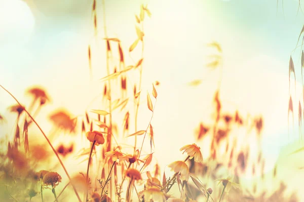 Summer flowers meadow — Stock Photo, Image