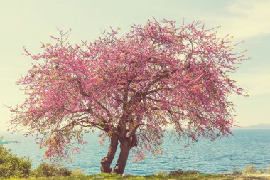 Pink flowers on tree clipart