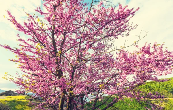 Fleurs roses sur l'arbre — Photo