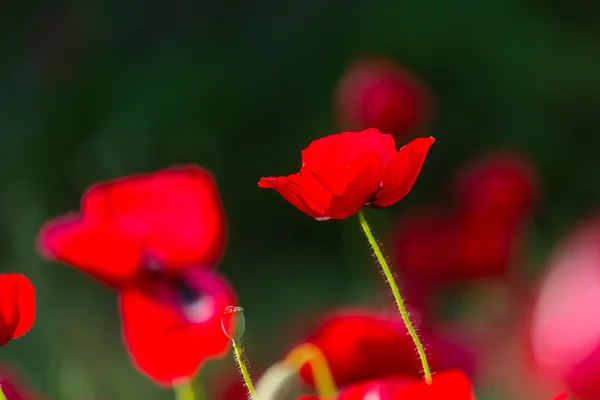 붉은 양귀비 꽃 — 스톡 사진