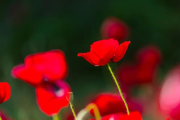 Flores de papoula vermelha — Fotografia de Stock