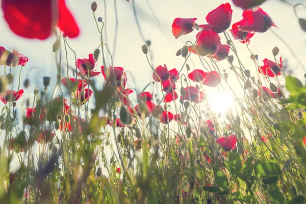 Wild poppy flowers — Stock Photo, Image