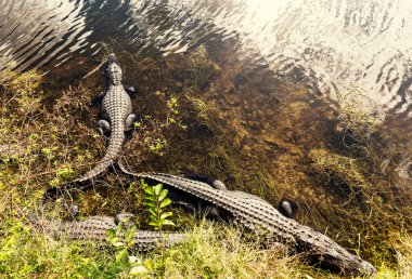 Hayvanat bahçesinde Florida'daki timsah