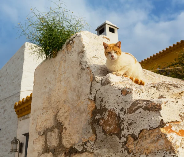 Домашняя кошка в Греции — стоковое фото