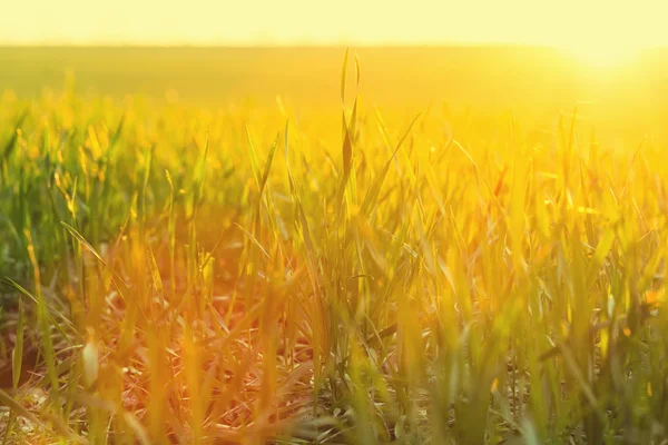 Güneş ışığı ile yeşil çimen — Stok fotoğraf