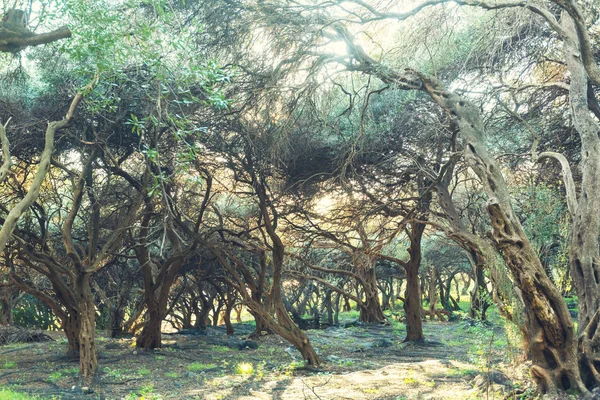 在希腊橄榄树木 — 图库照片