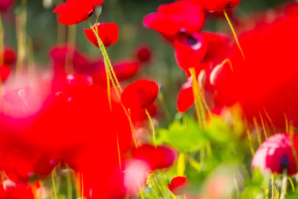 Fiori di papavero selvatico — Foto Stock