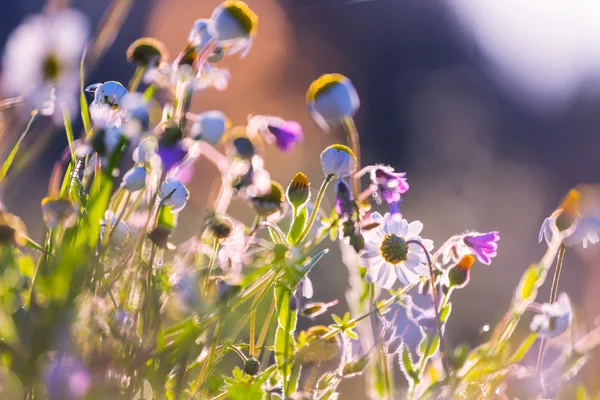 Pradera de montaña soleada — Foto de Stock