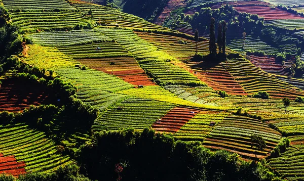 Campos em Indonesia, Java — Fotografia de Stock