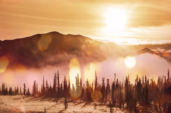 Skov på Alaska ved solopgang - Stock-foto