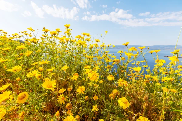 Wilde gelbe Blumen — Stockfoto