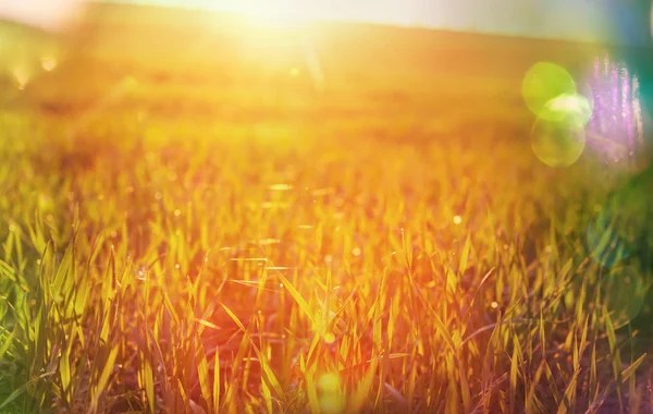 Hierba verde a la luz del sol —  Fotos de Stock