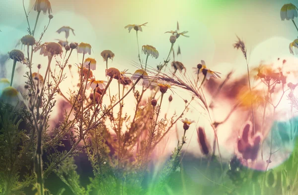 Wild Flowers on meadow — Stock Photo, Image