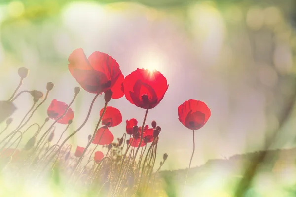 Wild Poppy flowers — Stock Photo, Image