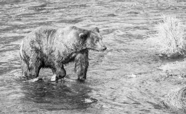 üzerinde alaska boz ayı