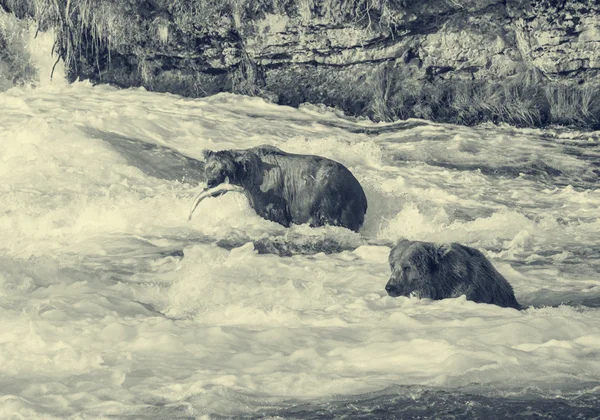 Ursos castanhos no Alasca — Fotografia de Stock