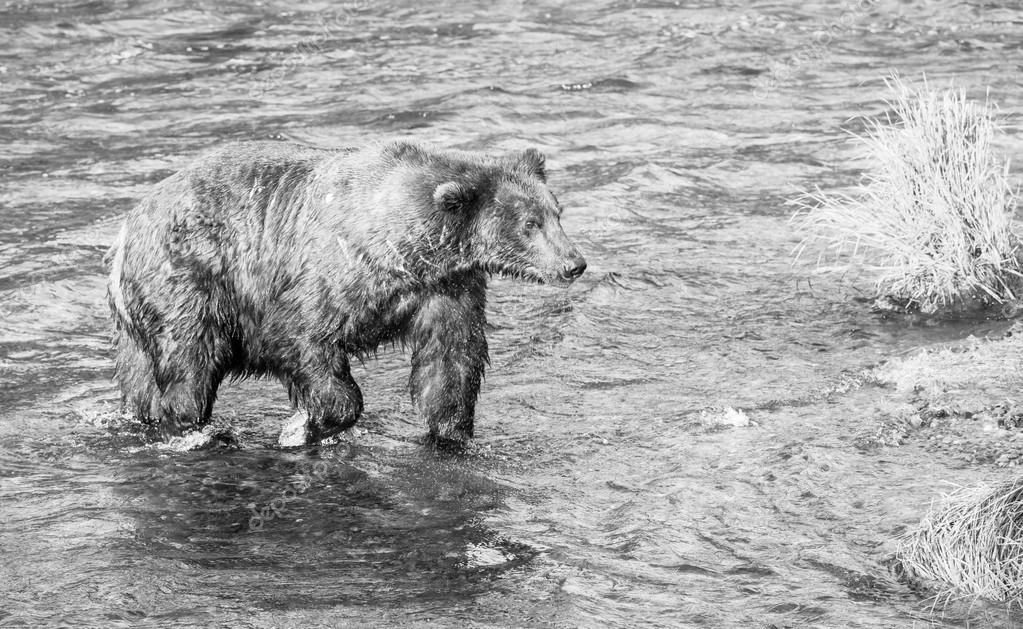 kamchatka