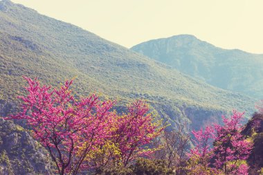 Pembe çiçek açması ağaçlar