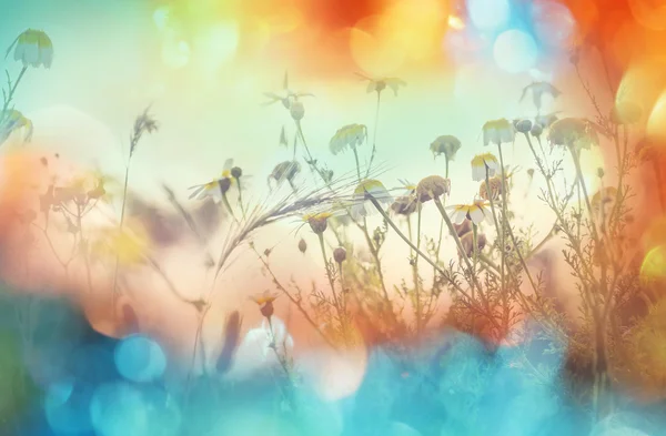 Summer flowers meadow — Stock Photo, Image