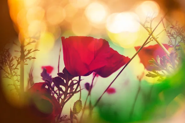 Κόκκινα άνθη παπαρούνας — Φωτογραφία Αρχείου