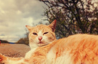 komik kırmızı kedi