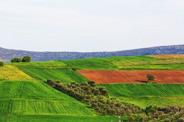 Yeşil alanlar panorama