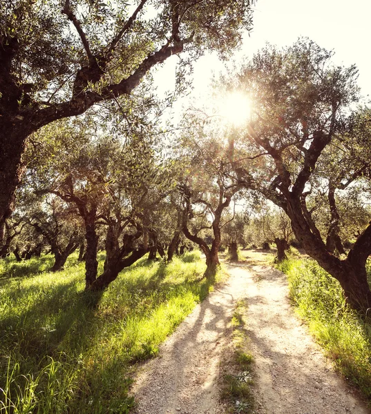 Olive trees in Greece — Stock Photo, Image