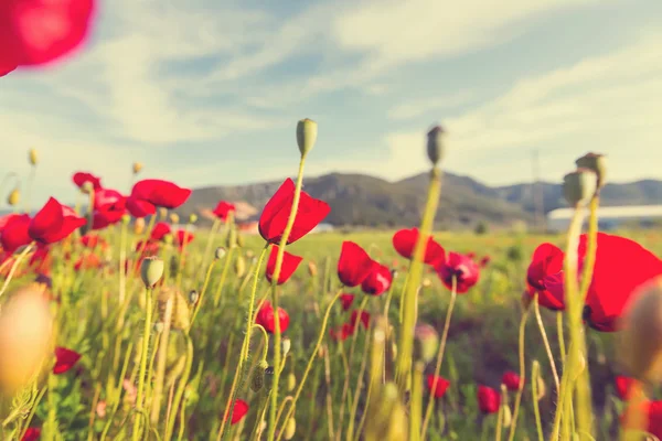 Wild poppy flowers — Stock Photo, Image