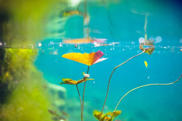 Mexican cenote underwater — Stock Photo, Image