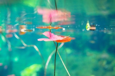 Meksika hipotermik su altında