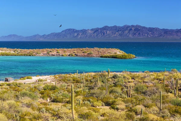 Tropisk strand vid Karibiska havet — Stockfoto