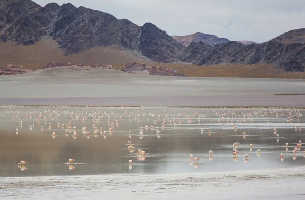 Flamingo birds in Bolivia — Stock Photo, Image