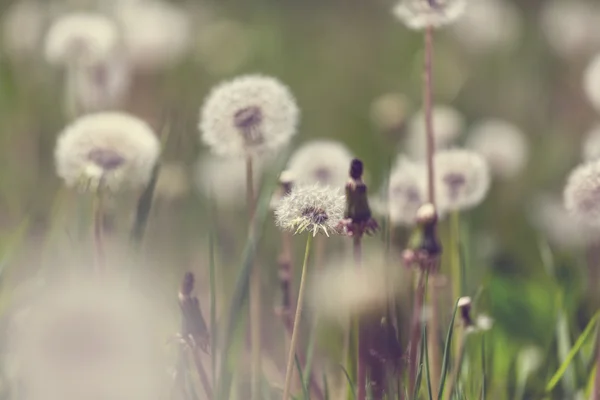 Maskros blommor i fältet — Stockfoto