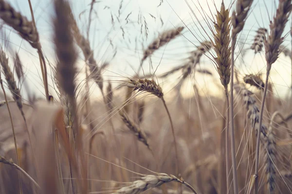 Olgun buğday kulaklar — Stok fotoğraf
