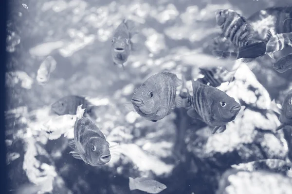 Рыба под водой — стоковое фото