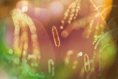 yeşil çimenler yakın