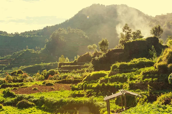 Campo verde na Indonésia — Fotografia de Stock