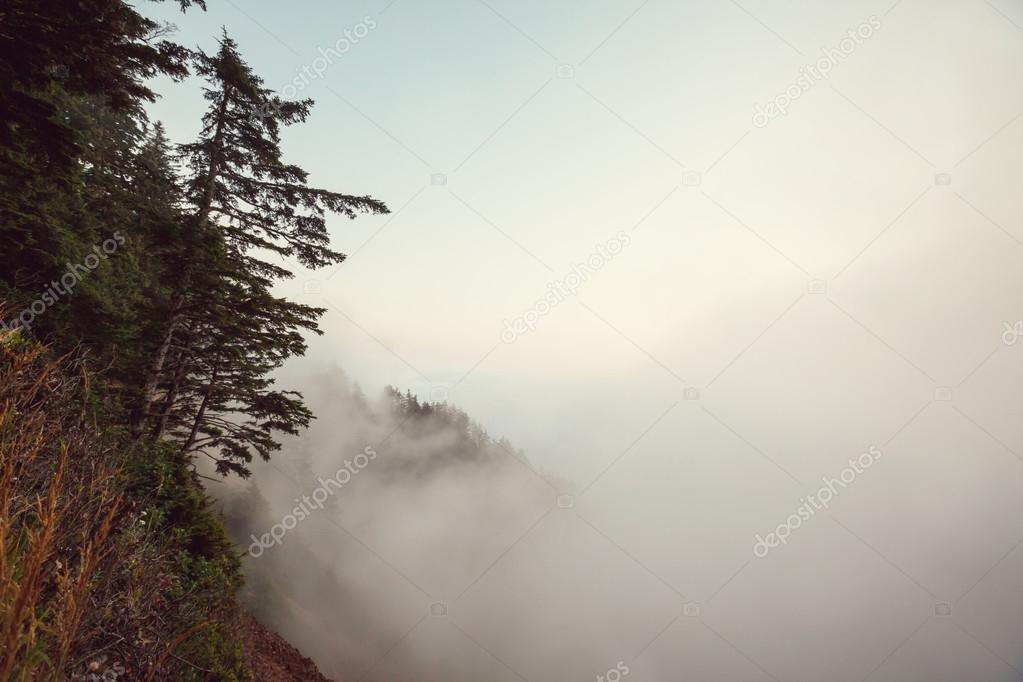 Magic misty in forest