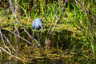 Everglades mavi balıkçıl