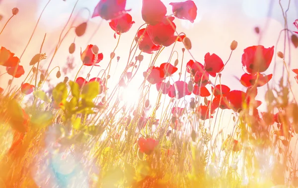 Rote Mohnblüten — Stockfoto