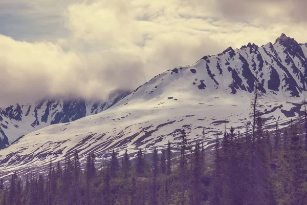 Alaska'da dağ çayır — Stok fotoğraf