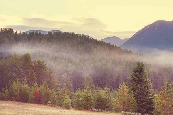 Nebbiosa foresta magica — Foto Stock