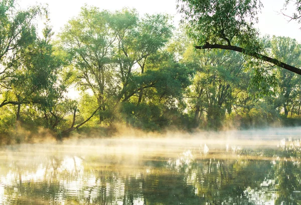 여름에 강 안개 — 스톡 사진